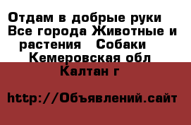 Отдам в добрые руки  - Все города Животные и растения » Собаки   . Кемеровская обл.,Калтан г.